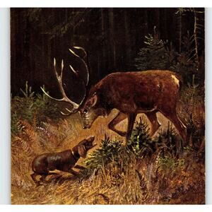 Deer Meets Dachshund Dog Postcard Artist Signed M Muller Germany Woods Rustic